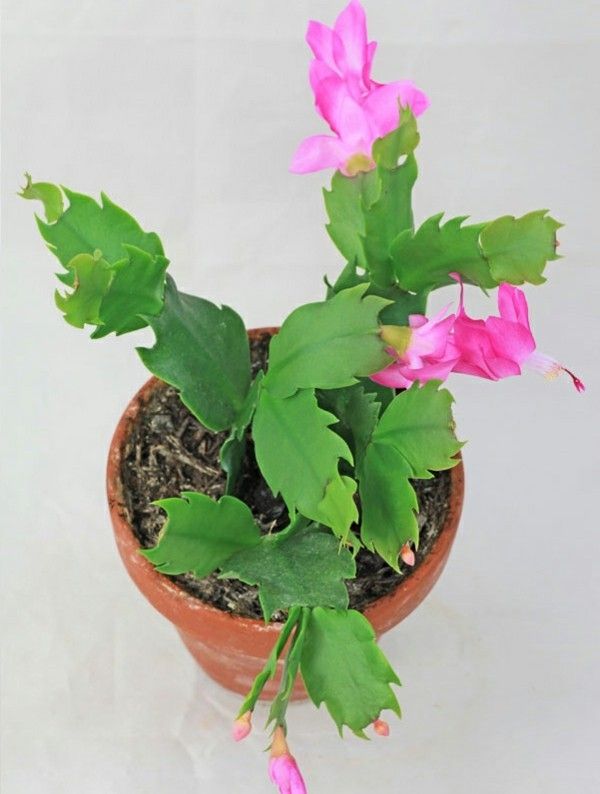 beautiful-flowers-christmas-cactus
