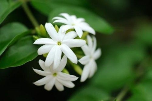 white-winter-jasmine-bleeding