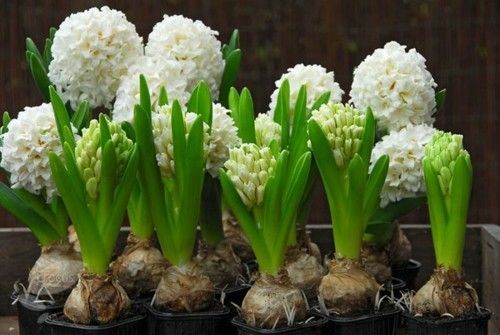 1_hyacinths