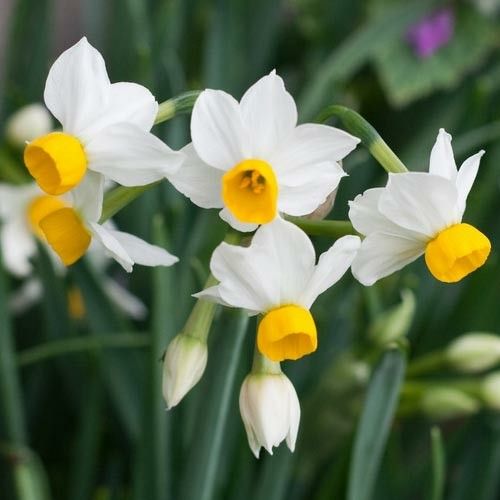 1_daffodils