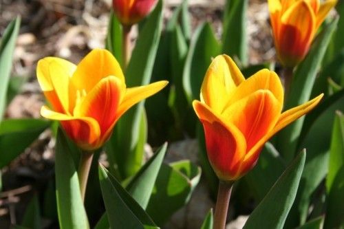 1_tulipa
