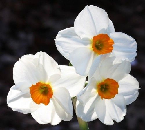 3_daffodils