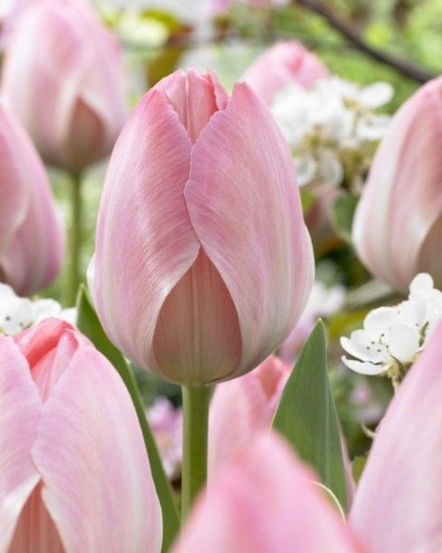 3_tulipa