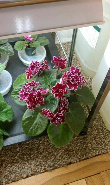 African violet lucky charm relieves stress, positive mood