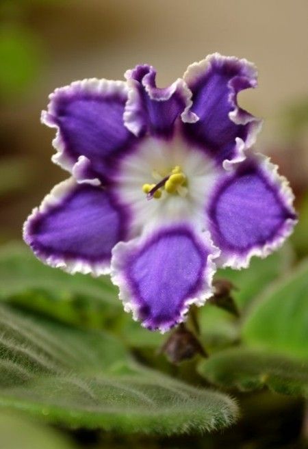 African violet typical color flowers violet-blue