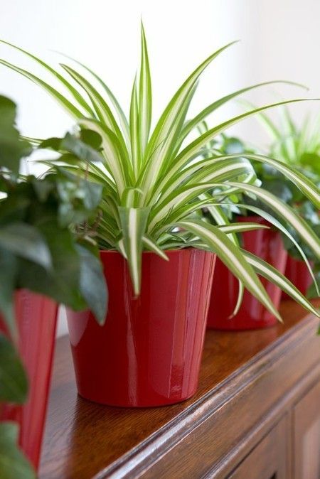 Chlorophytum Grünlilie die beliebteste Zimmerpflanzen - hierzulande