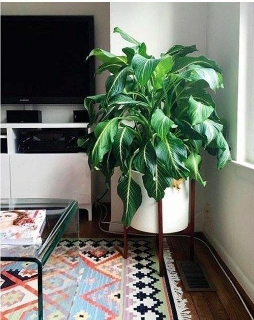 Dieffenbachia green magnificent leaves freshness a great roommate but poisonous
