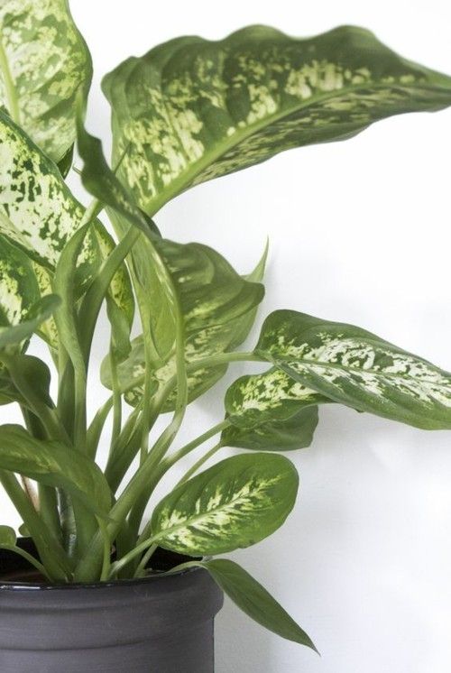 Dieffenbachia beautifully colored leaves green