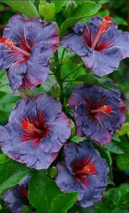 Hibiscus flowers, delicate colors, enchantingly beautiful for young and old