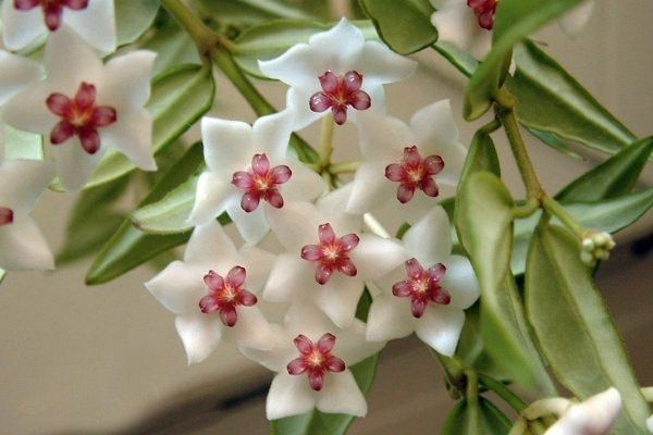 Hoya Wachsblume wunderschöne Blüten