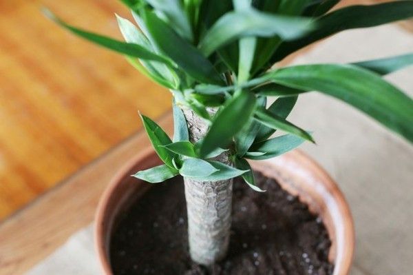Palm lily stick substrate flower pot