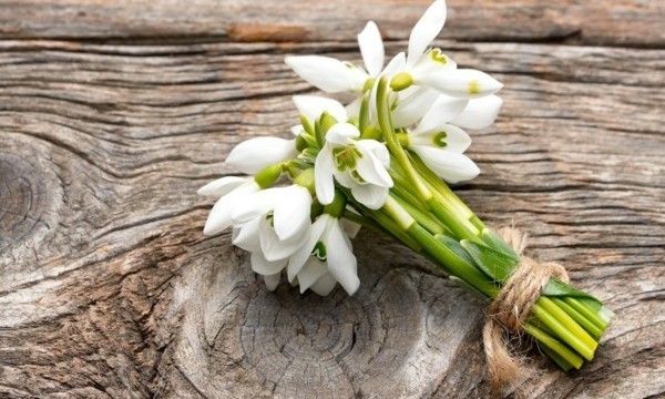 snow-bells-blooming-already-in-february