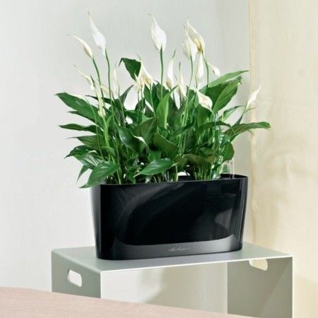Spathiphyllum leaves bring new happiness to your home