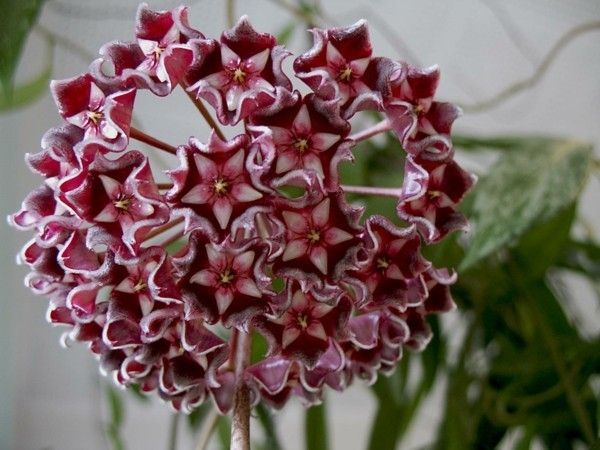 Wax flower (hoya)