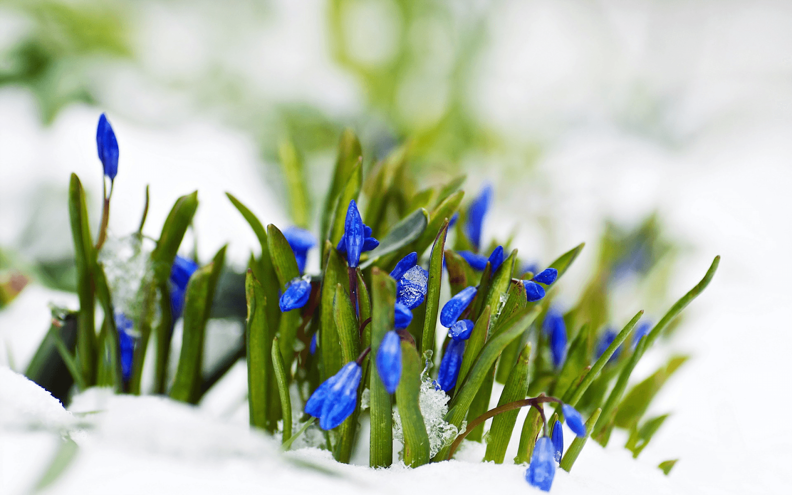 5 schöne Frühblüher unsere beliebtesten Frühlingsboten