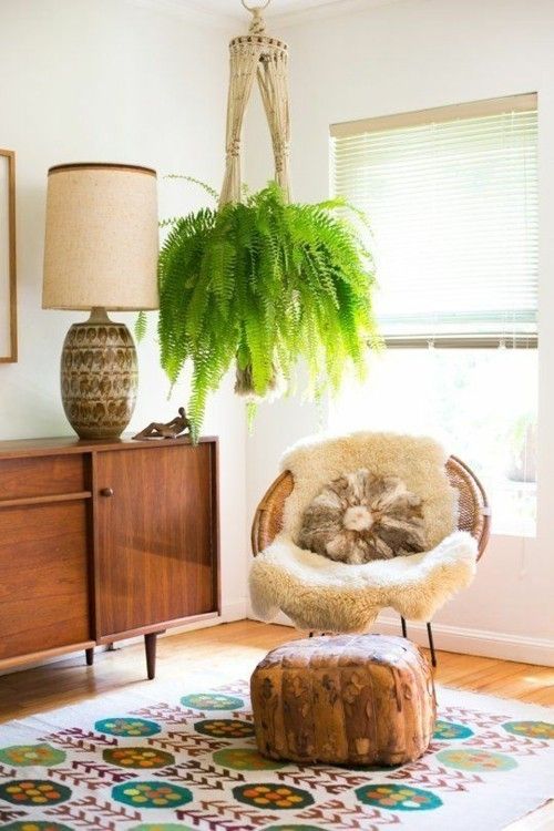 indoor plants hanging hanging basket