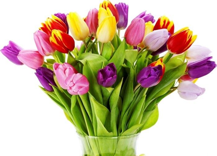 Tulpen Blüten in der Vase