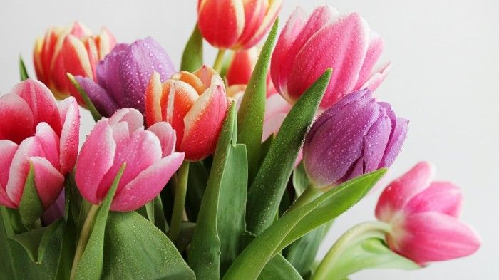 Tulpen Symbol für Lebensfreude
