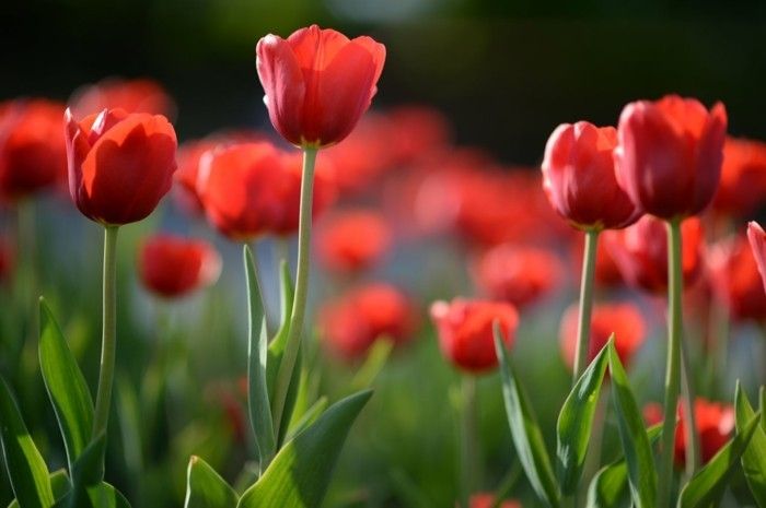 Tulpen rot im Garten