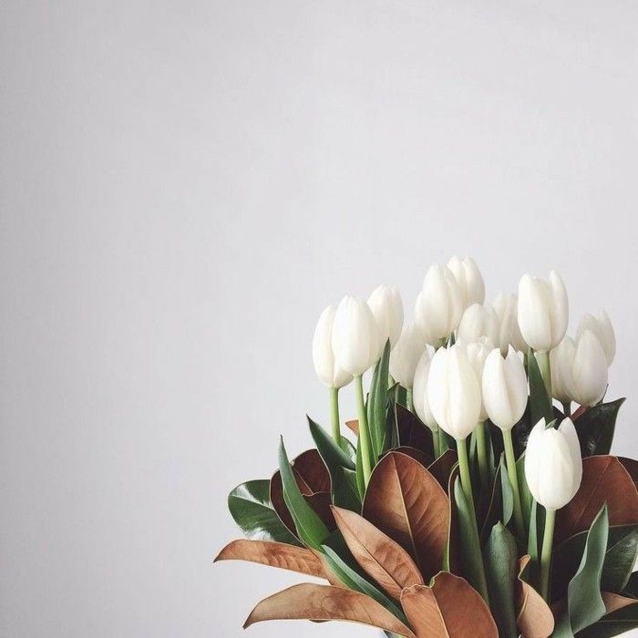 weiße Tulpen zart schön