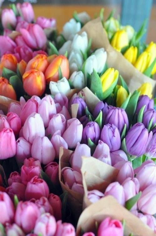 Frühlingsblumen Tulpen Bilder
