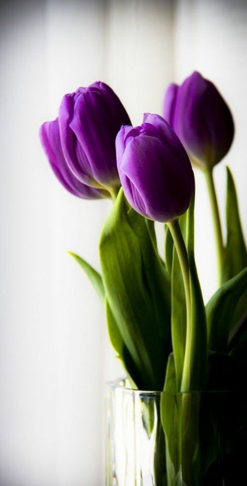 lila Tulpen Tulipa schöne Frühlingsblumen