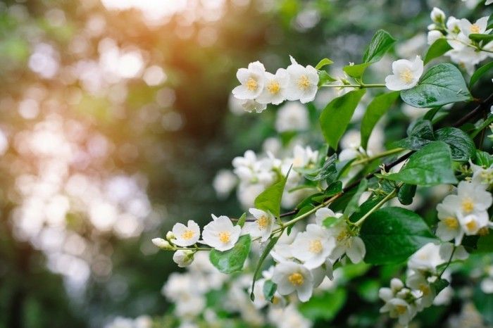 Jasmin weiße Blüten