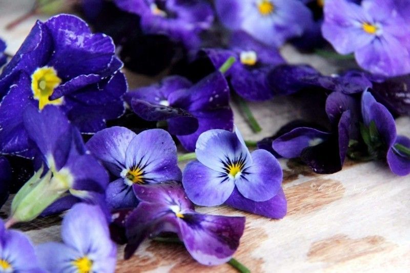 Stiefmütterchen Farbenpracht Blaunuancen Schönheit aus der Natur