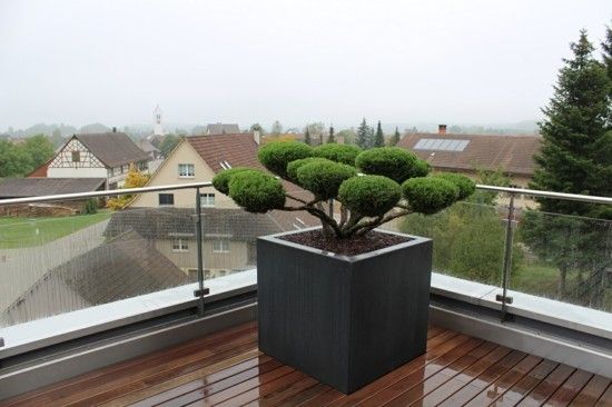 clevere Gestaltungsideen moderne Terrasse Bonsai Kübel