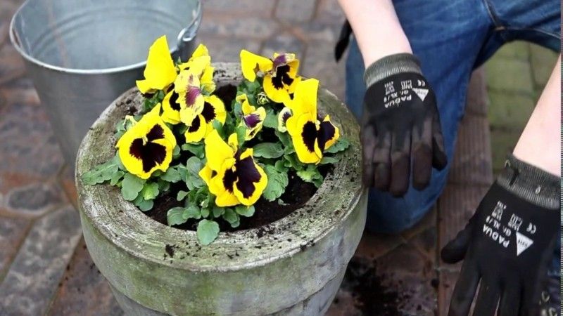gelbe Stiefmütterchen typische Farbe draußen in Blumenbehälter einpflanzen