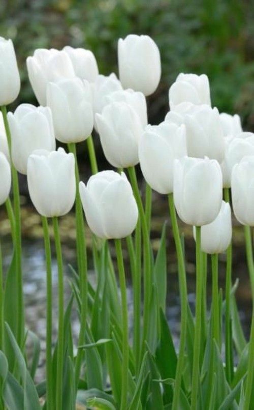 Gartenblumen weiße Tulpen