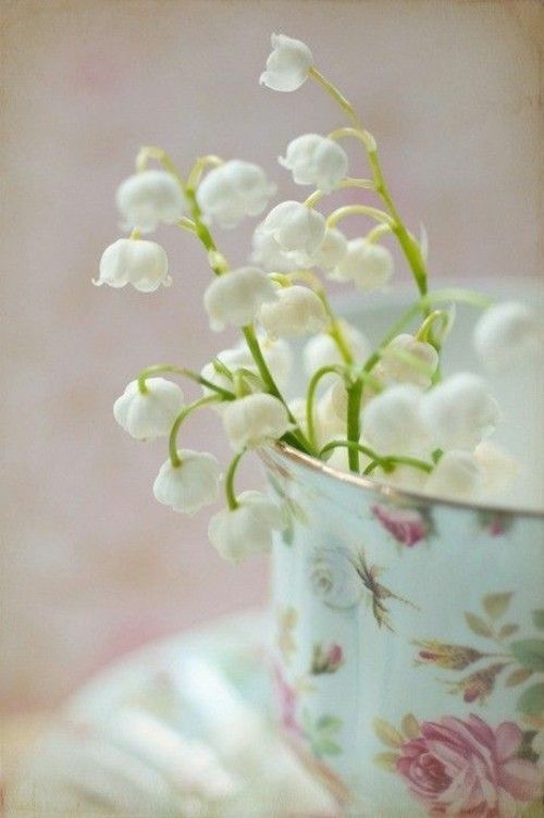 zarte weiße Blüten Teetassen positive Wirkung Krankheiten