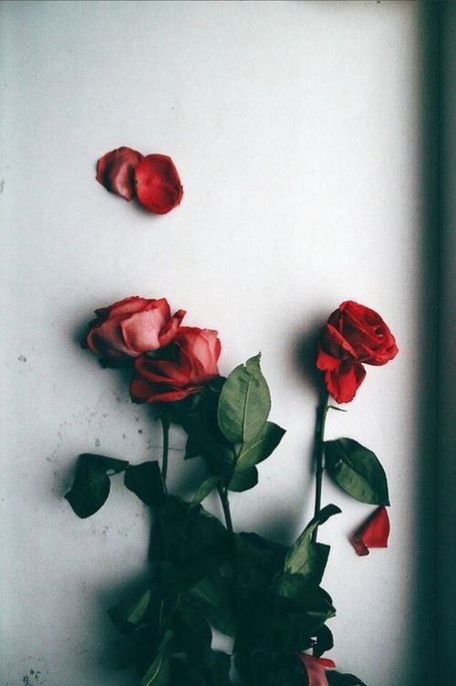 Blumen herrlich rote Rosen