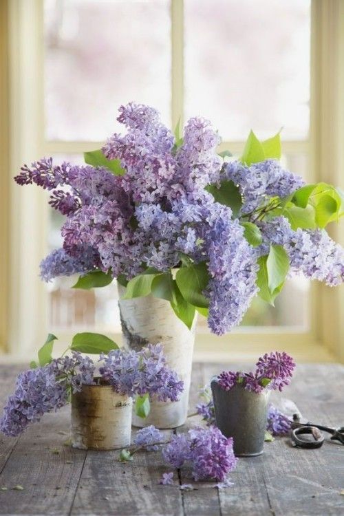 Flieder schöne lila Farbe herrlicher Duft Frühlingsblumen im Haus