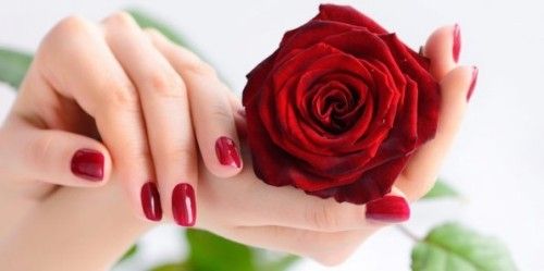 Frauenhände mit stilvoller Maniküre in weinrot halten eine rote Rose