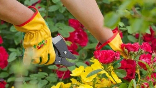 Gartenarbeit Rosen pflegen