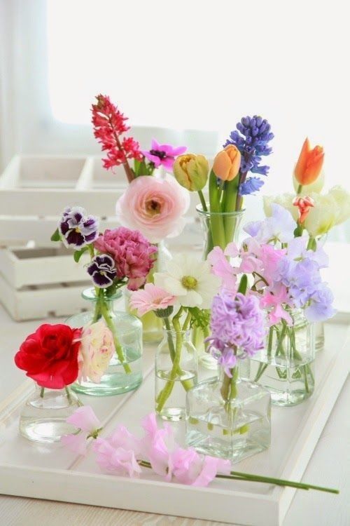 Herrliche Blütenpracht Frühlingsblumen im Haus in einzelnen Gläsern arrangiert
