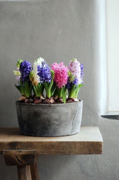 Hyazinthen in Zinkbehälter verschiedene Pastellfarben überraschend schöne Frühlingsblumen im Haus