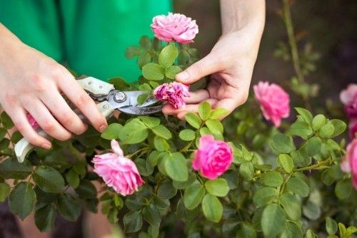 Rosen pflegen Gartentipps