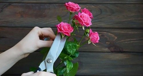 Rosen schneiden richtig pflegen Rosenschere