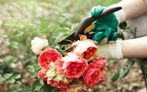 Rosen schneiden richtig pflegen im Garten Gartenarbeit