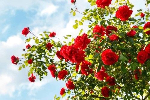 Rosenstrauch rote Rosen im Garten