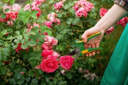 Schöne Rosen im Garten Rosen richtig pflegen Rosen schneiden