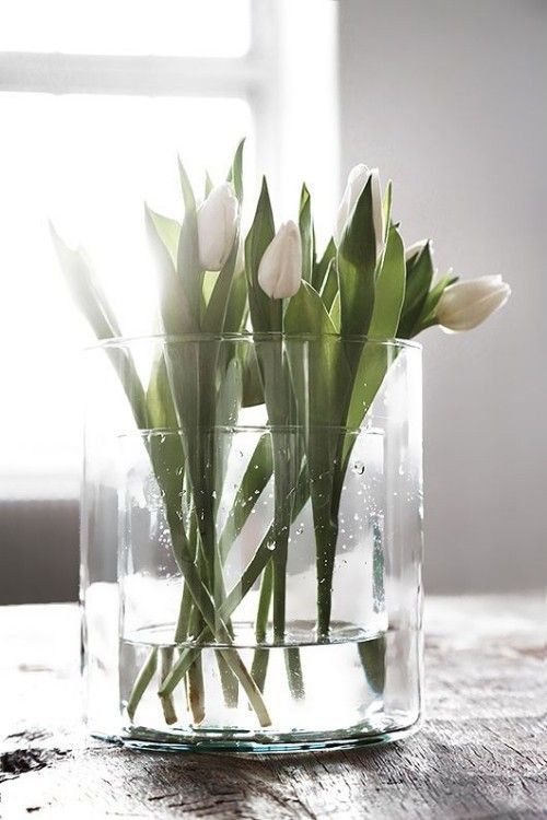 Weiße Tulpen im Glas Frühlingsblumen im Haus gehobener Look