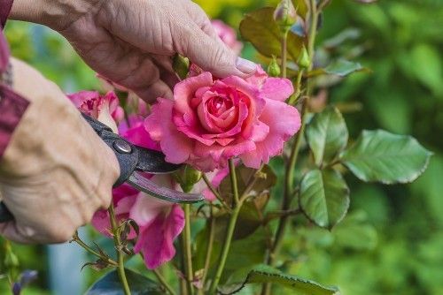 rosa Rosen schneiden draußen im Garten