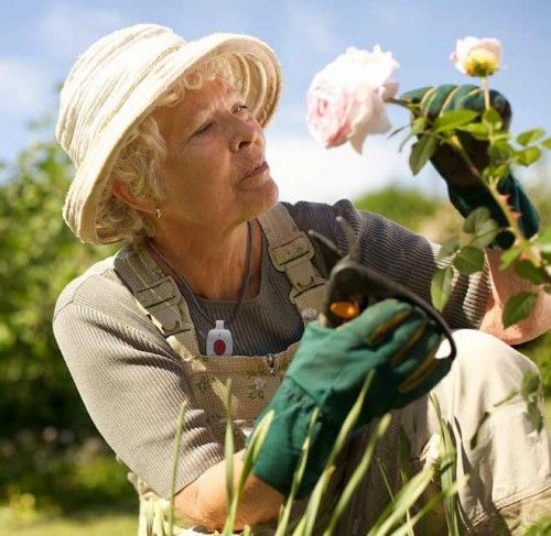 Ältere Frau Rosen pflegen Rosen schneiden im Garten