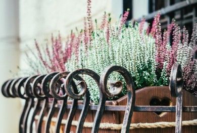 Schöne Balkonpflanzen machen aus einem Balkon eine grüne Oase