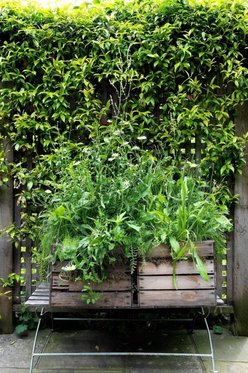 kleinen Stadtgarten grüne Wand Holzkisten mit Kräutern
