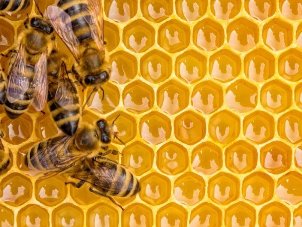 Honig ist ein magisches Superfood das Tausende von Jahren halten kann wenn es in einem luftdichten Glas aufbewahrt wird