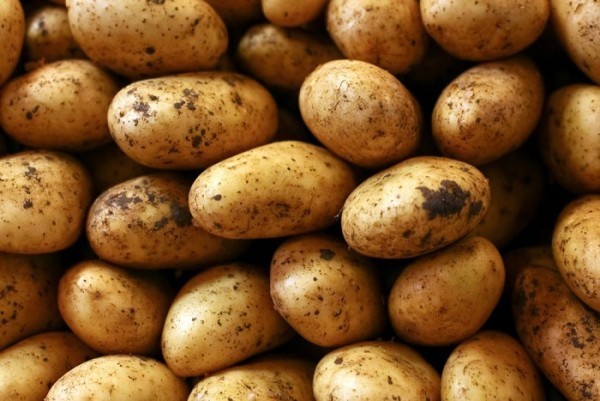 Lebensmittel nicht im Kühlschrank aufbewahren Kartoffeln